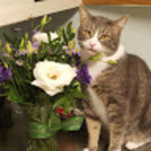 Meet your Posher, Klarkkat